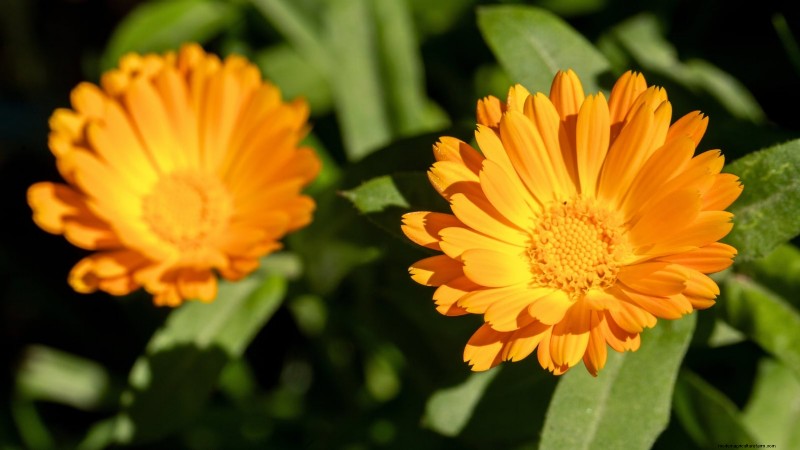 Organic Herb Gardening: A Beginner s Guide to Growing Flavorful Herbs