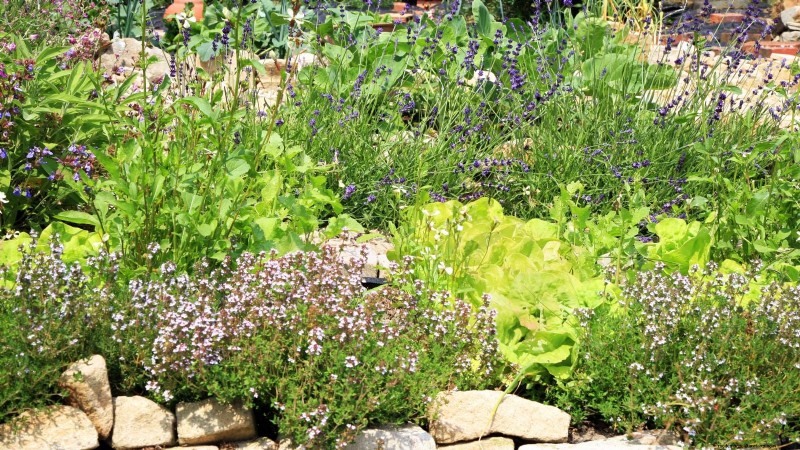 Organic Herb Gardening: A Beginner s Guide to Growing Flavorful Herbs