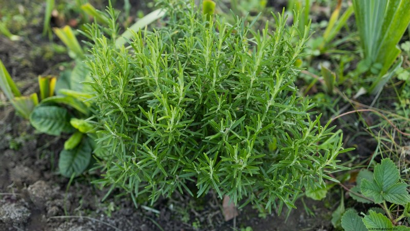 Organic Herb Gardening: A Beginner s Guide to Growing Flavorful Herbs