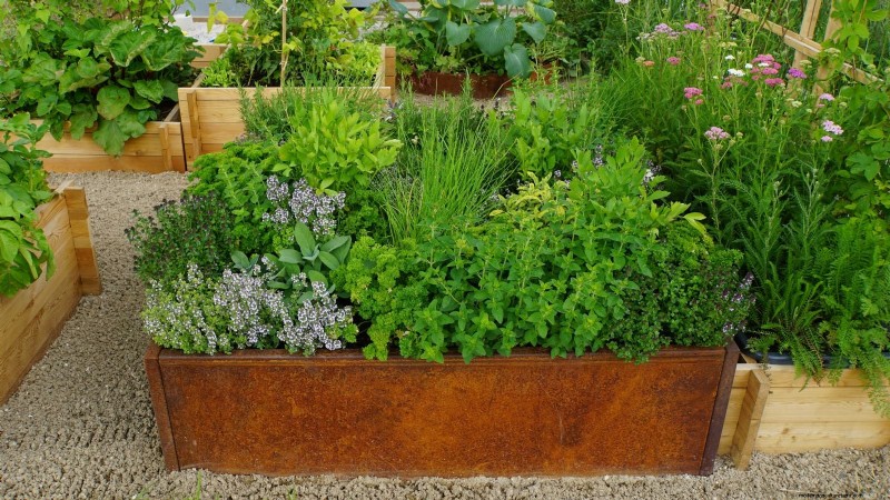 Organic Herb Gardening: A Beginner s Guide to Growing Flavorful Herbs