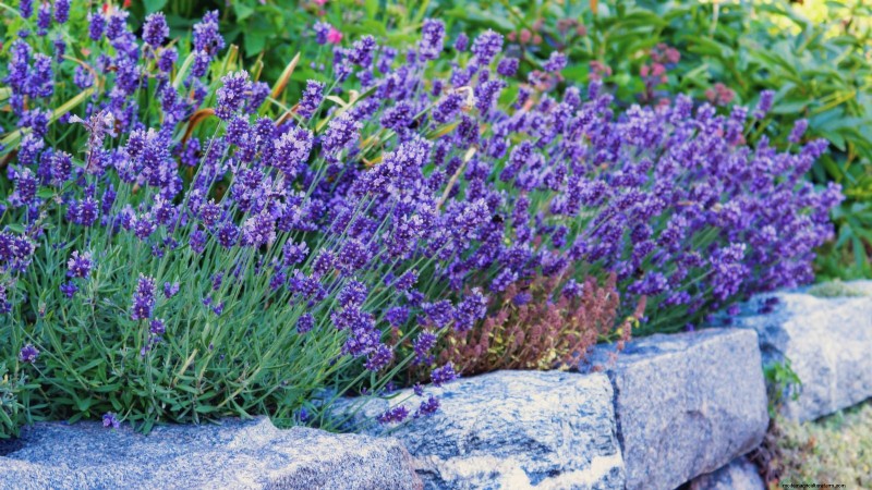 Organic Herb Gardening: A Beginner s Guide to Growing Flavorful Herbs