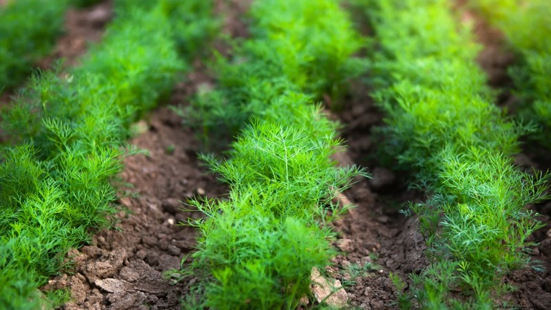 Organic Herb Gardening: A Beginner s Guide to Growing Flavorful Herbs