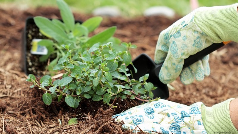 Organic Herb Gardening: A Beginner s Guide to Growing Flavorful Herbs