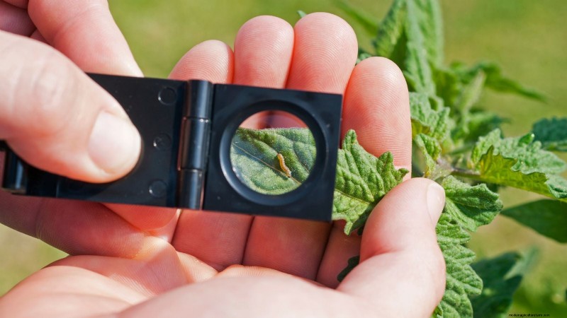Organic Herb Gardening: A Beginner s Guide to Growing Flavorful Herbs