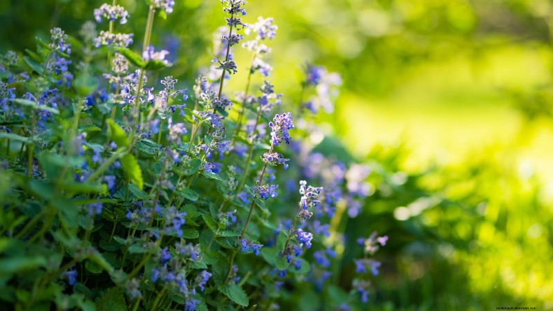 Organic Herb Gardening: A Beginner s Guide to Growing Flavorful Herbs