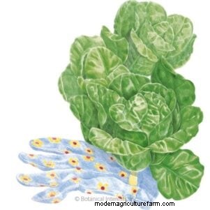 The Ultimate Lettuce Guide: Flavor, Texture & Varieties