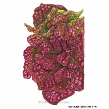 The Ultimate Lettuce Guide: Flavor, Texture & Varieties