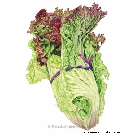 The Ultimate Lettuce Guide: Flavor, Texture & Varieties