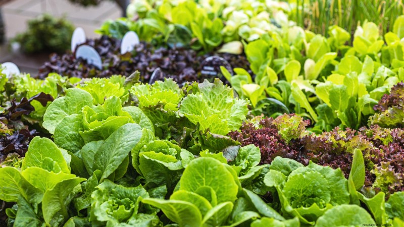 The Ultimate Lettuce Guide: Flavor, Texture & Varieties