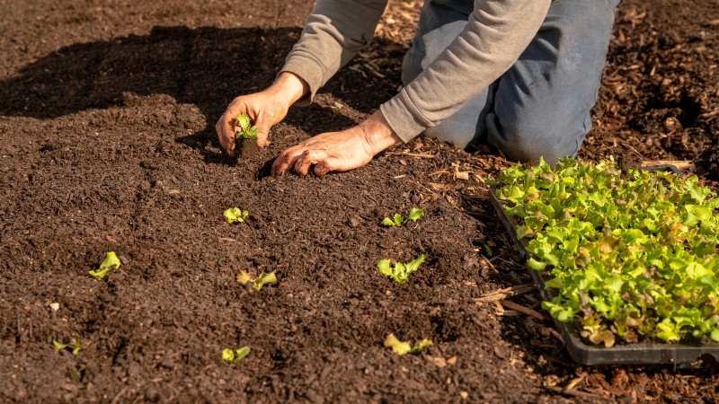 The Ultimate Lettuce Guide: Flavor, Texture & Varieties