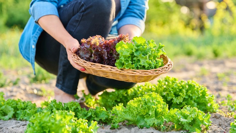 The Ultimate Lettuce Guide: Flavor, Texture & Varieties