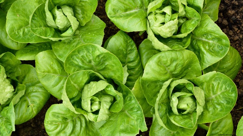 The Ultimate Lettuce Guide: Flavor, Texture & Varieties