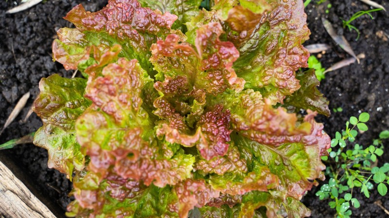 The Ultimate Lettuce Guide: Flavor, Texture & Varieties