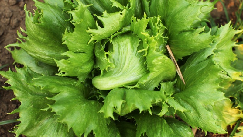The Ultimate Lettuce Guide: Flavor, Texture & Varieties