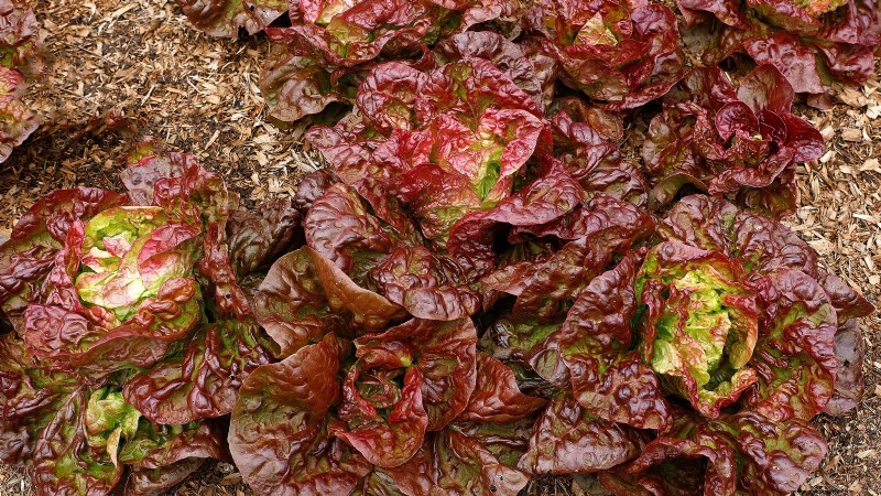 The Ultimate Lettuce Guide: Flavor, Texture & Varieties