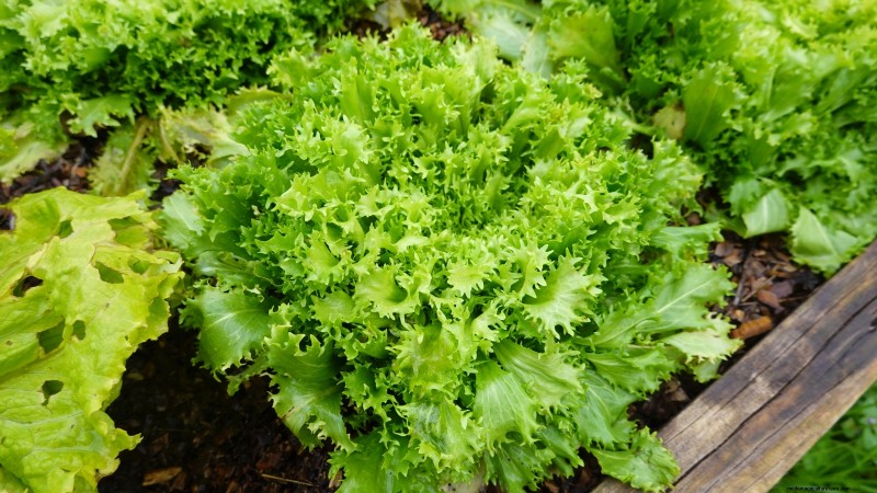 The Ultimate Lettuce Guide: Flavor, Texture & Varieties
