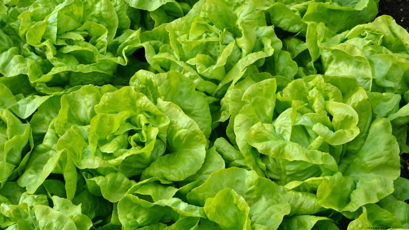 The Ultimate Lettuce Guide: Flavor, Texture & Varieties