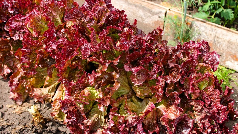 The Ultimate Lettuce Guide: Flavor, Texture & Varieties