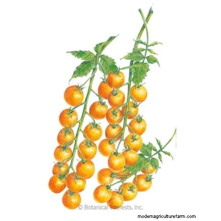 Tomato Ripening Time: A Guide to Harvesting Ripe Tomatoes