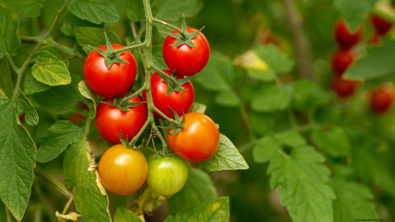 Tomato Ripening Time: A Guide to Harvesting Ripe Tomatoes