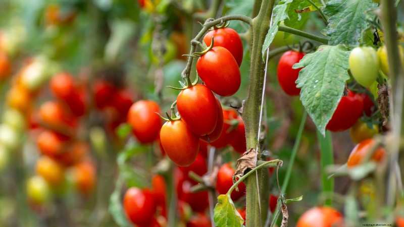 Tomato Ripening Time: A Guide to Harvesting Ripe Tomatoes