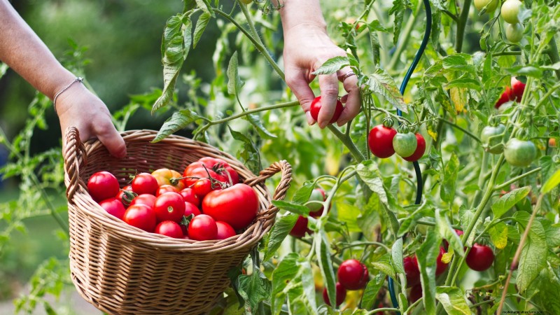 Tomato Ripening Time: A Guide to Harvesting Ripe Tomatoes