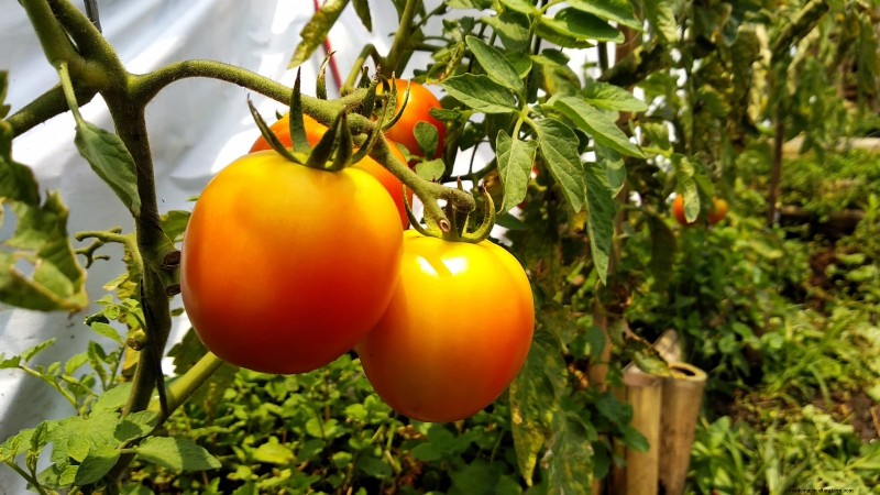 Tomato Ripening Time: A Guide to Harvesting Ripe Tomatoes