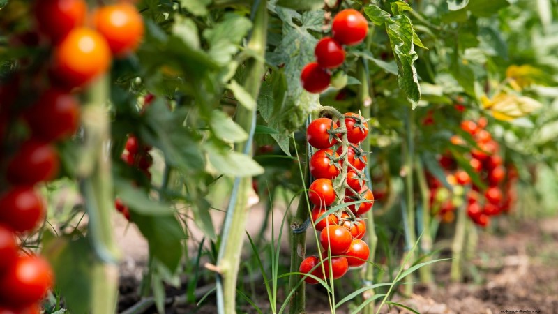 Tomato Ripening Time: A Guide to Harvesting Ripe Tomatoes