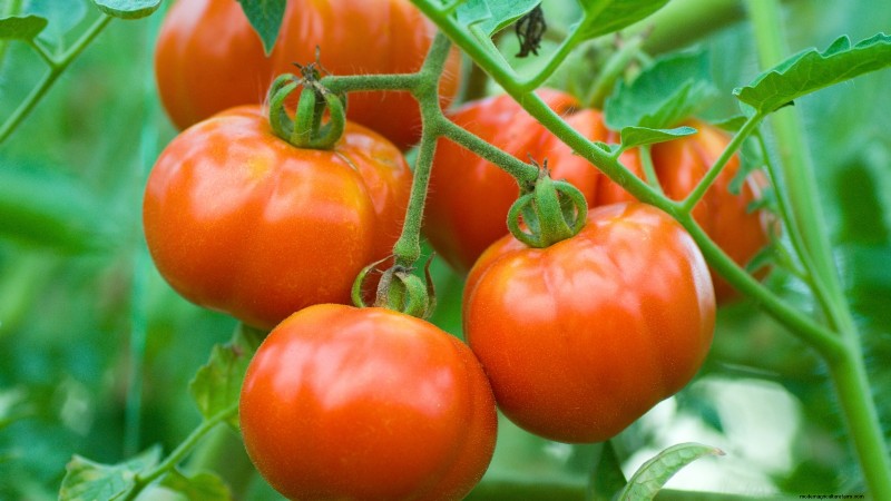 Tomato Ripening Time: A Guide to Harvesting Ripe Tomatoes