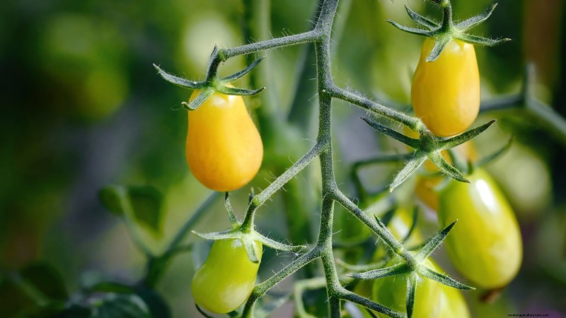 Tomato Ripening Time: A Guide to Harvesting Ripe Tomatoes