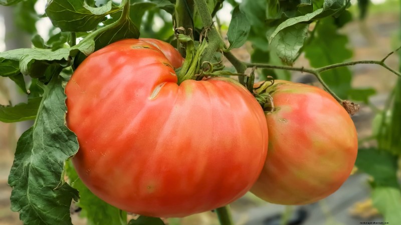 Tomato Ripening Time: A Guide to Harvesting Ripe Tomatoes