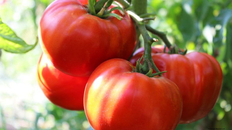 Tomato Ripening Time: A Guide to Harvesting Ripe Tomatoes
