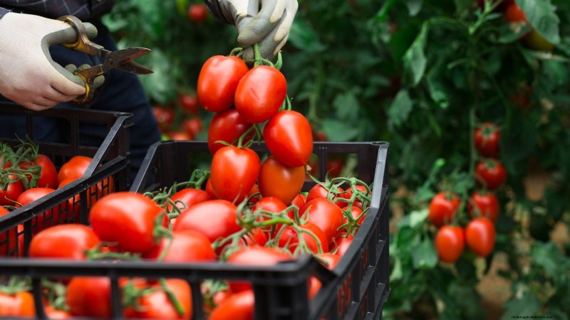 Tomato Ripening Time: A Guide to Harvesting Ripe Tomatoes