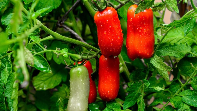 Organic Tomato Growing: 11 Expert Tips for a Bountiful Harvest