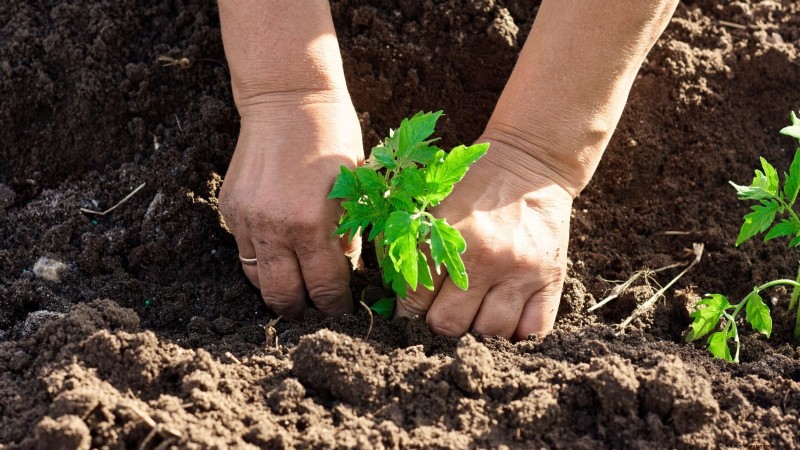 Organic Tomato Growing: 11 Expert Tips for a Bountiful Harvest
