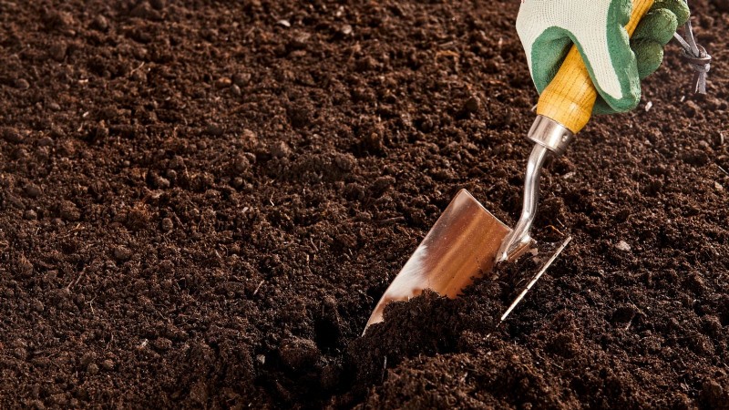 Organic Tomato Growing: 11 Expert Tips for a Bountiful Harvest