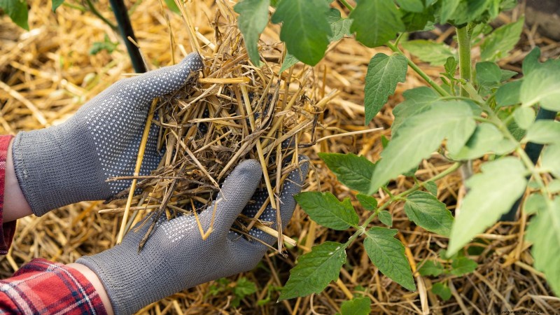 Organic Tomato Growing: 11 Expert Tips for a Bountiful Harvest