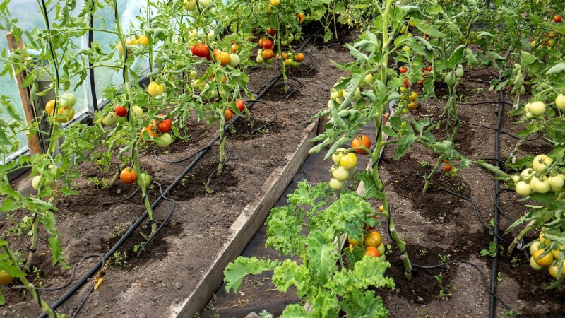 Organic Tomato Growing: 11 Expert Tips for a Bountiful Harvest