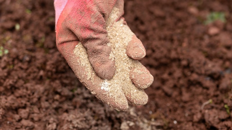 Organic Tomato Growing: 11 Expert Tips for a Bountiful Harvest