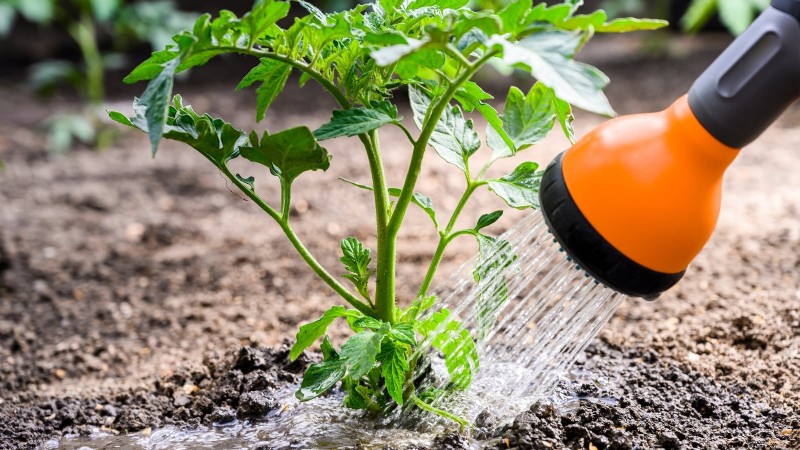 Organic Tomato Growing: 11 Expert Tips for a Bountiful Harvest