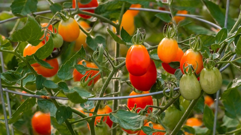 Organic Tomato Growing: 11 Expert Tips for a Bountiful Harvest