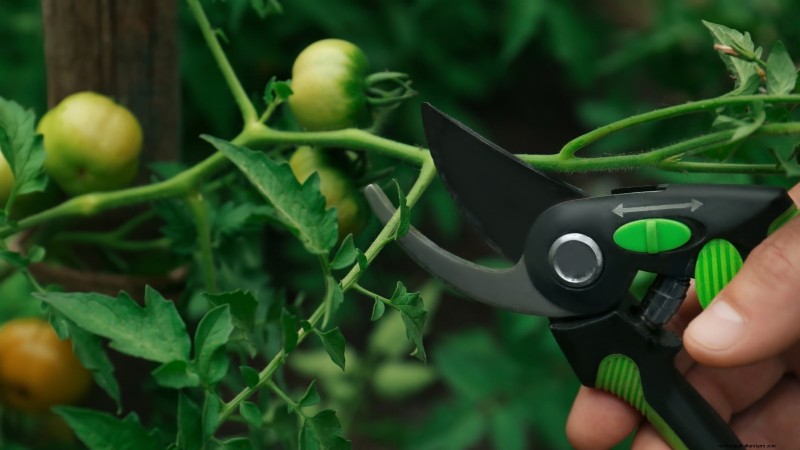 Organic Tomato Growing: 11 Expert Tips for a Bountiful Harvest