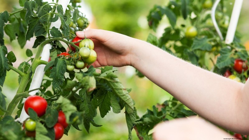Organic Tomato Growing: 11 Expert Tips for a Bountiful Harvest