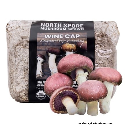 Grow Mushrooms at Home: 3 Easy & Affordable Methods