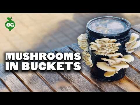 Grow Mushrooms at Home: 3 Easy & Affordable Methods
