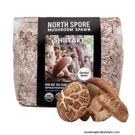 Grow Mushrooms at Home: 3 Easy & Affordable Methods