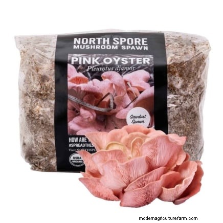 Grow Mushrooms at Home: 3 Easy & Affordable Methods