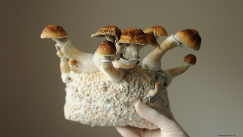 Grow Mushrooms at Home: 3 Easy & Affordable Methods