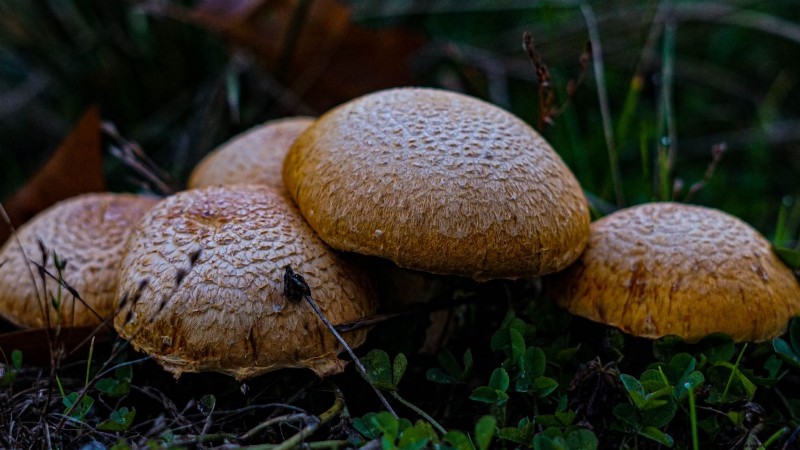 Grow Mushrooms at Home: 3 Easy & Affordable Methods