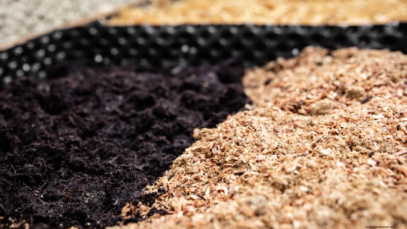 Grow Mushrooms at Home: 3 Easy & Affordable Methods